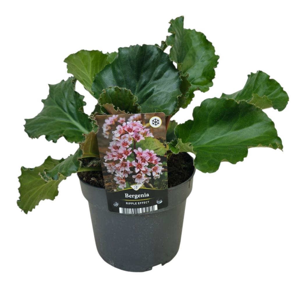 Bergenia