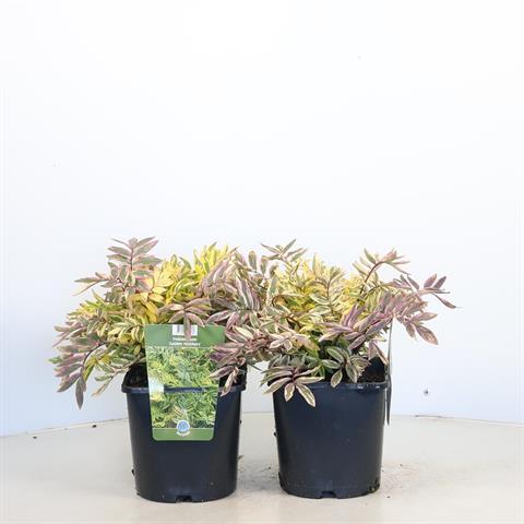 Polemonium