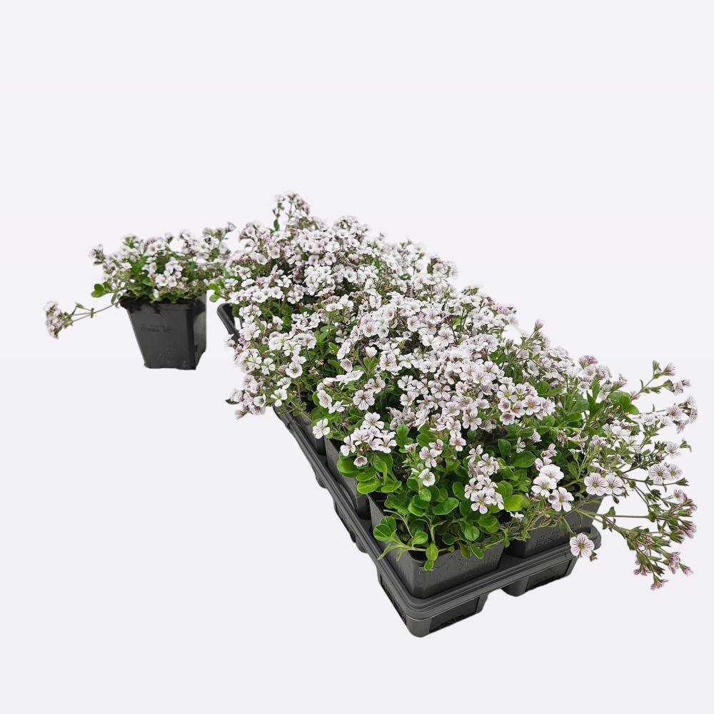 gypsophila