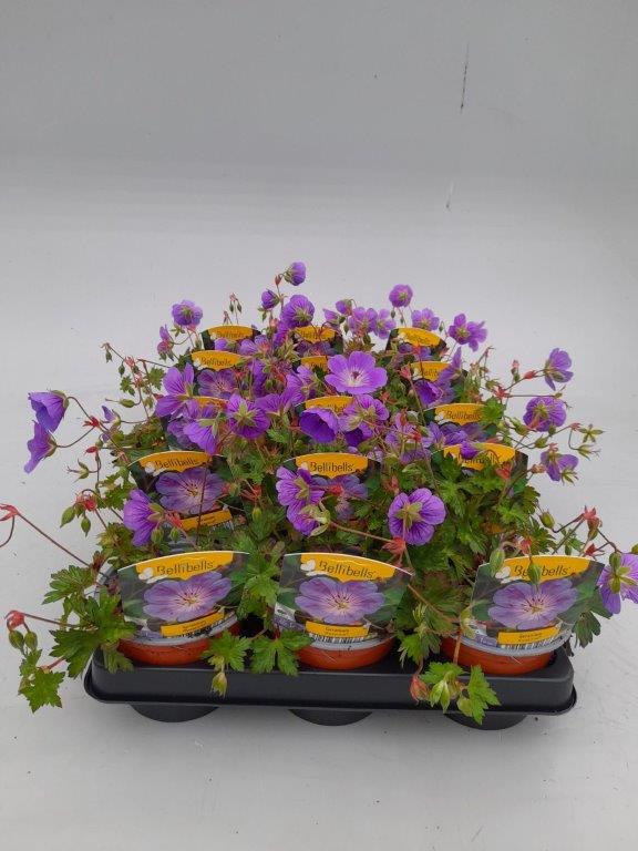 Geranium vivace