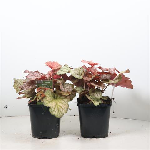 Heuchera
