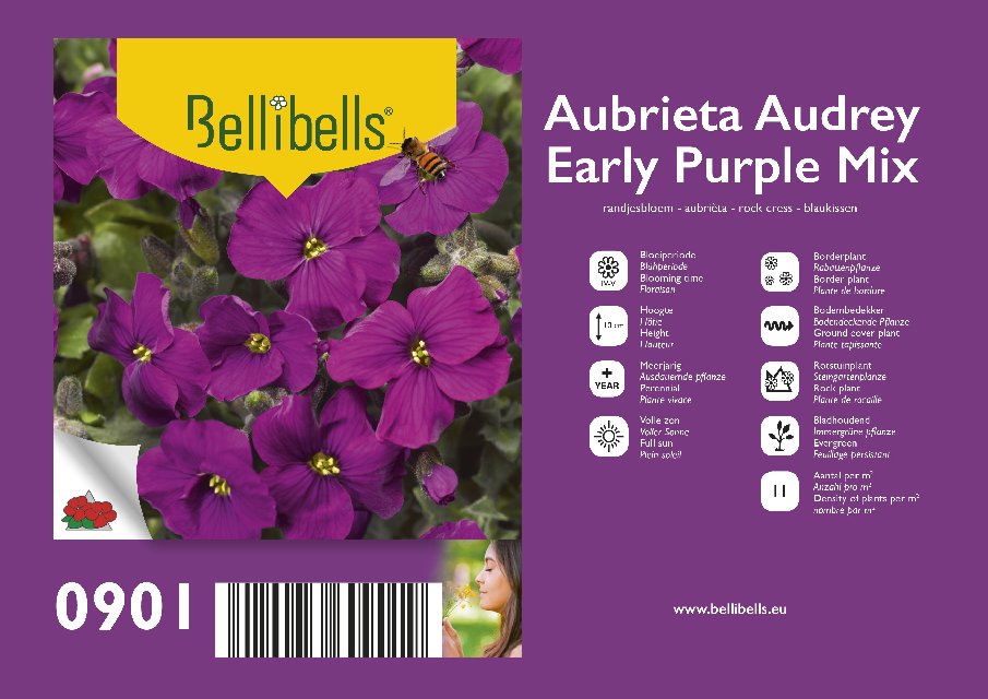 Aubrieta (aubretia)