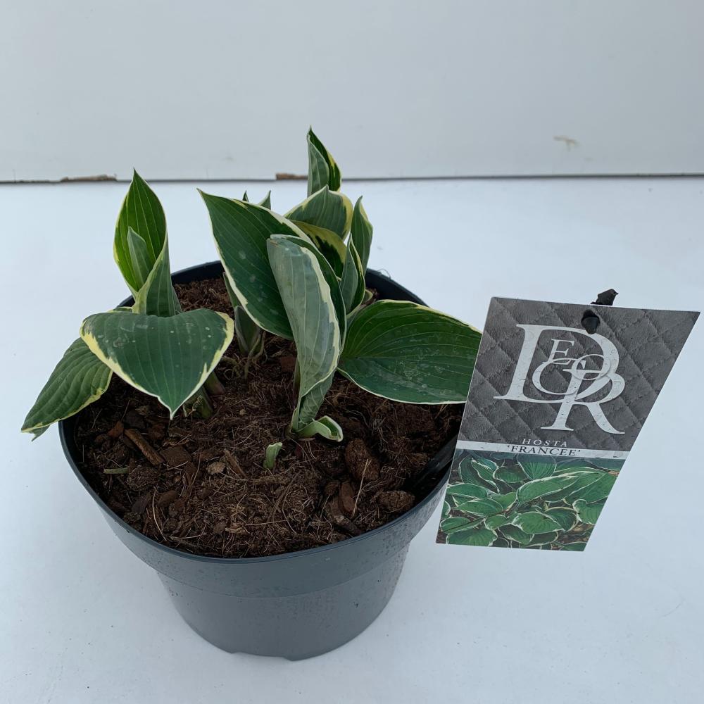 hosta