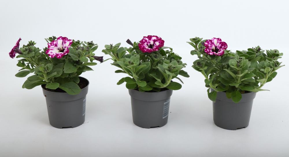Petunia