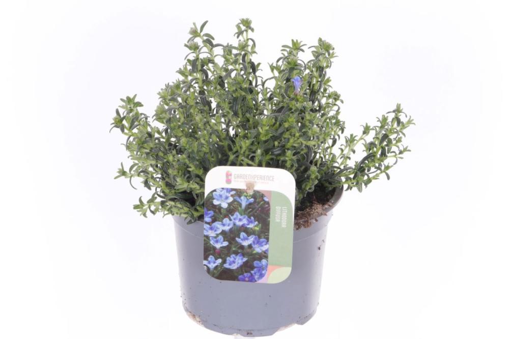 Lithodora