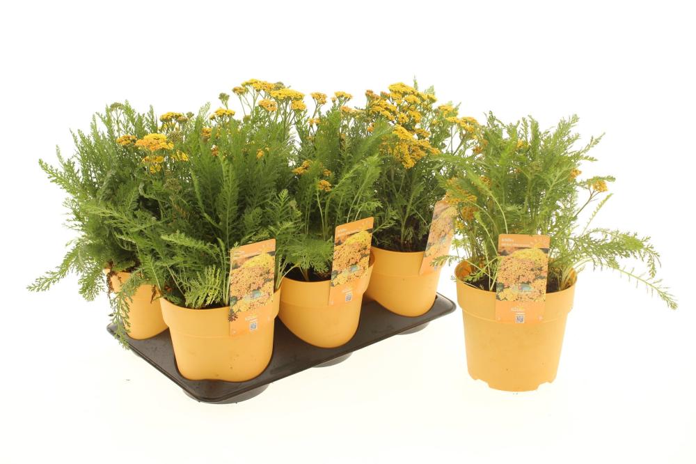Achillea