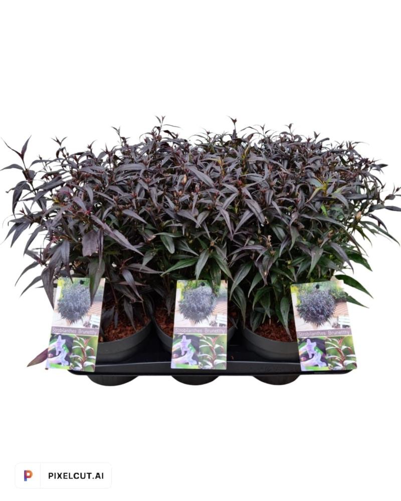 Strobilanthes