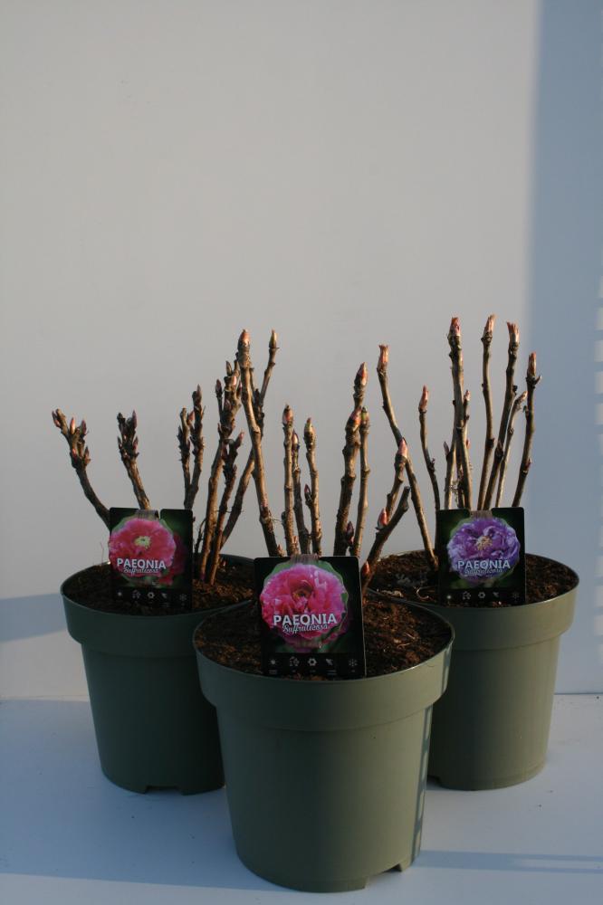 Paeonia suffruticosa