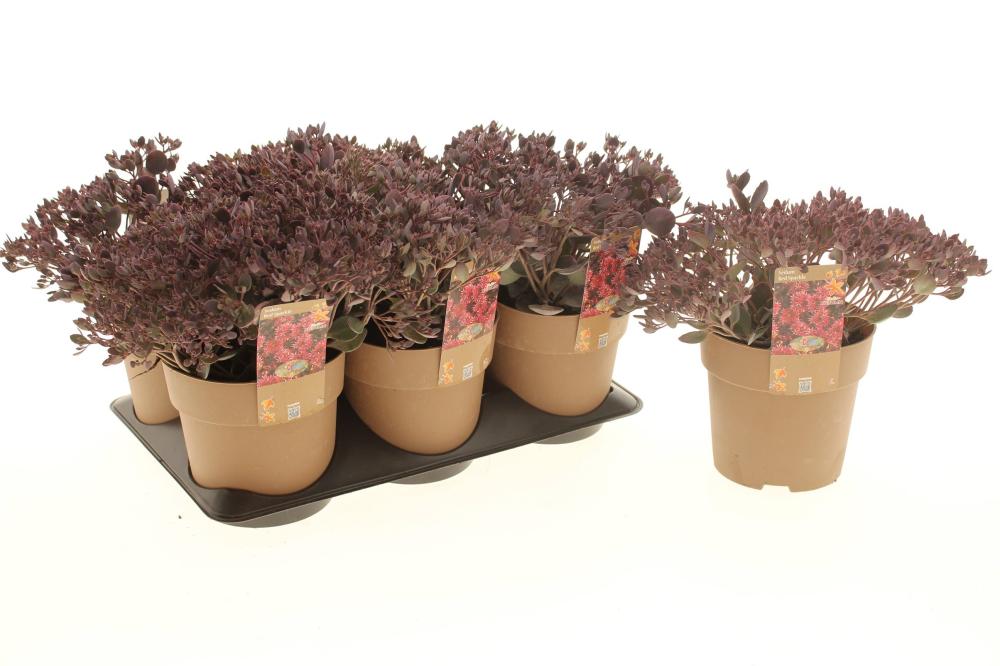 Sedum